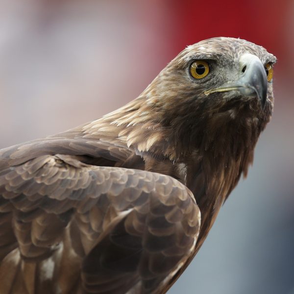  Darf Steinadler Attila bald nicht mehr bei Heimspielen ins Stadion?